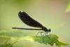 Calopteryx maculata